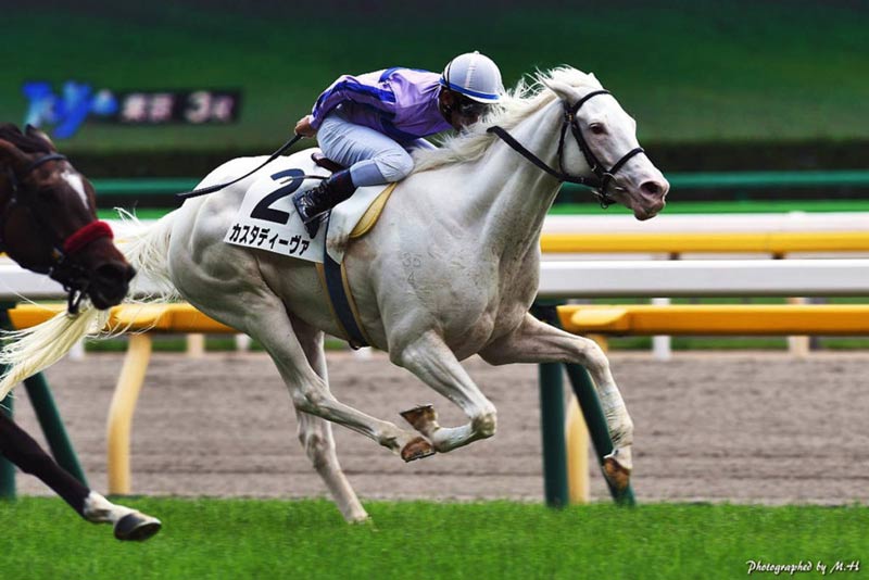 Grand Bernini - The White TB Stallion With A Winning Record